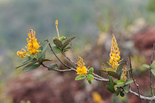 Vochysia petraea (Vochysia petraea)