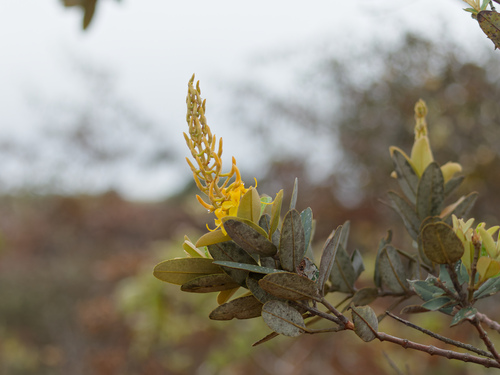 Vochysia petraea (Vochysia petraea)