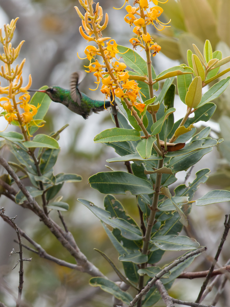 Vochysia petraea (Vochysia petraea)