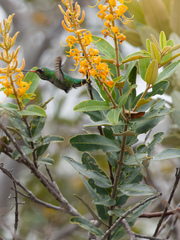 Vochysia petraea (Vochysia petraea)