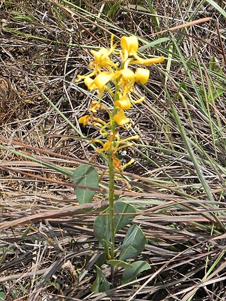 Vochysia pumila: Vochysia pumila Pohl. - VOCHYSIACEAE - Poço Azul - Brazlândia - Distrito Federal - Brasil.