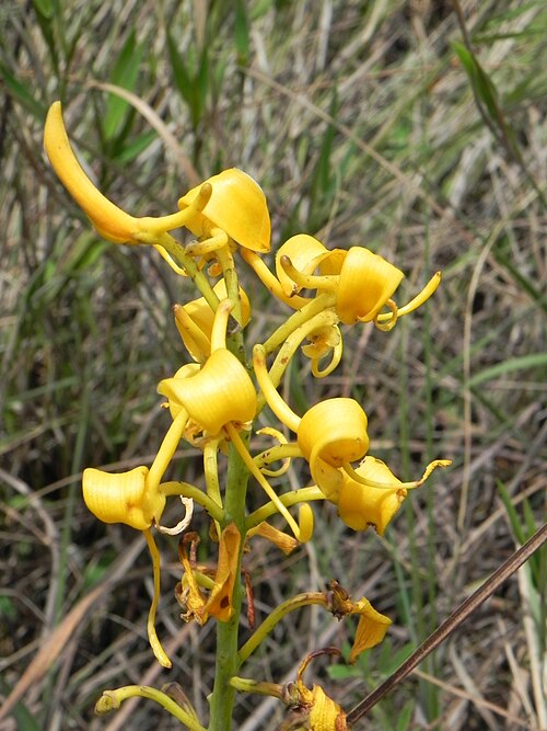 Vochysia pumila: Vochysia pumila Pohl. - VOCHYSIACEAE - Poço Azul - Brazlândia - Distrito Federal - Brasil.
