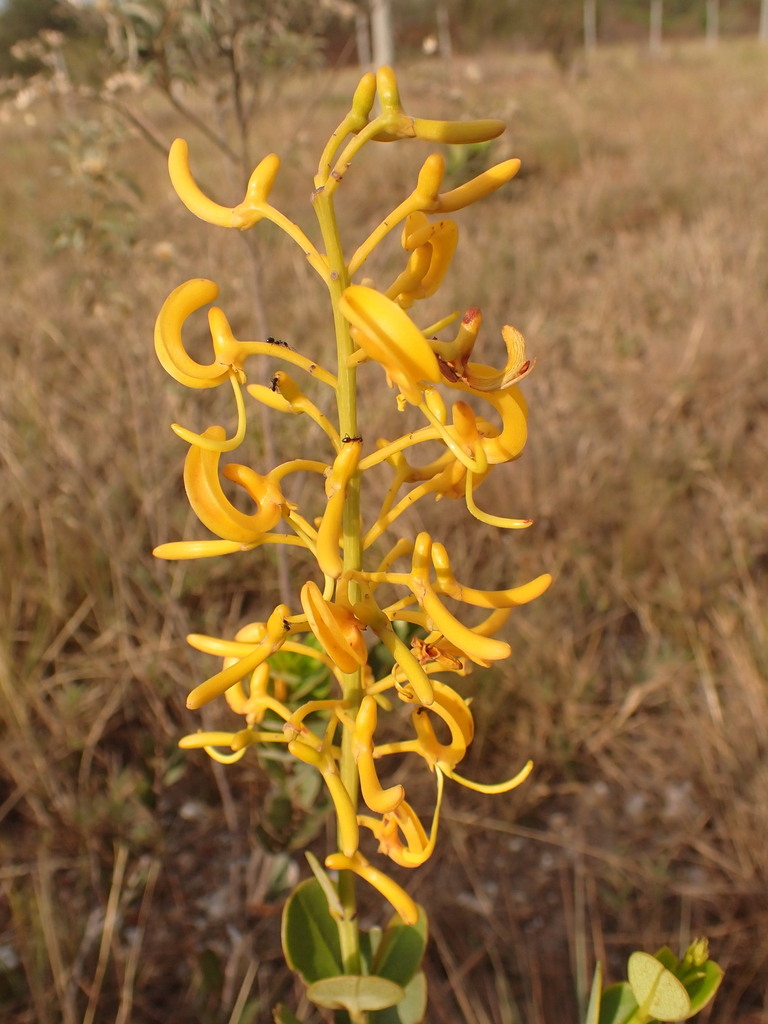 Vochysia pygmaea (Vochysia pygmaea)