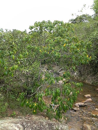 Vochysia pyramidalis: Vochysia pyramidalis Mart. - VOCHYSIACEAE - Poço Azul - Brazlândia - Distrito Federal - Brasil.