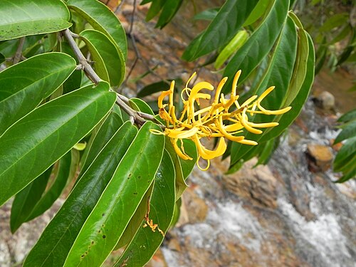 Vochysia pyramidalis: Vochysia pyramidalis Mart. - VOCHYSIACEAE - Poço Azul - Brazlândia - Distrito Federal - Brasil.