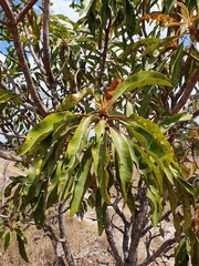 Vochysia rufa (Vochysia rufa)