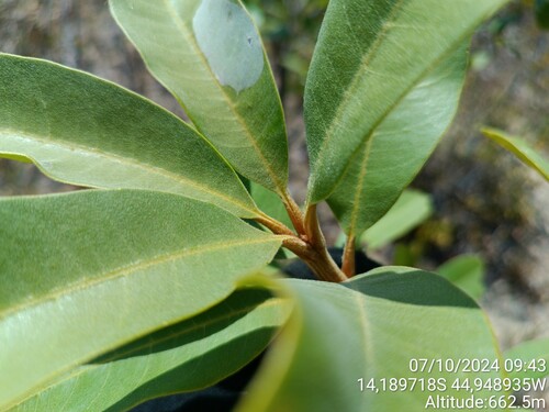 Vochysia rufa (Vochysia rufa)