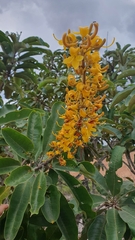 Vochysia rufa (Vochysia rufa)