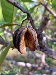 Vochysia rufa (Vochysia rufa)