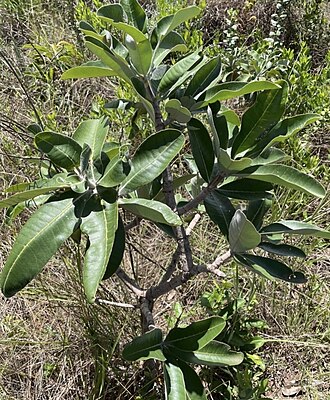 Vochysia rufa: Registro de Vochysia rufa em Parque Estadual dos Pirineus.