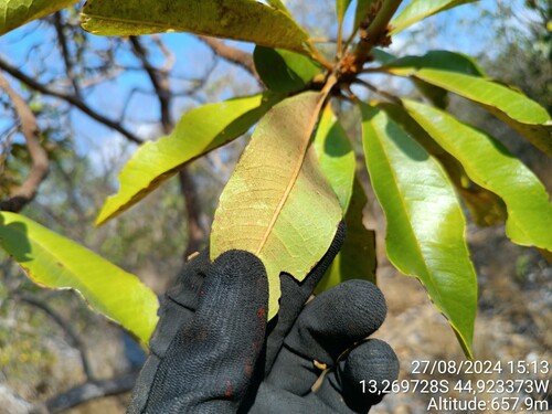 Vochysia rufa (Vochysia rufa)