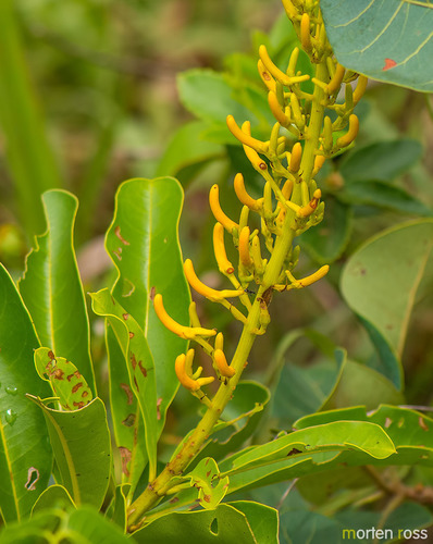 Vochysia rufa (Vochysia rufa)