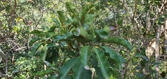 Vochysia rufa (Vochysia rufa)