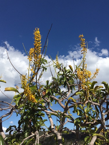 Vochysia rufa (Vochysia rufa)