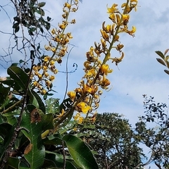 Vochysia rufa (Vochysia rufa)