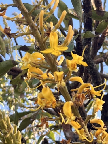Vochysia rufa (Vochysia rufa)