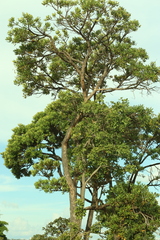 Vochysia thyrsoidea (Vochysia thyrsoidea)