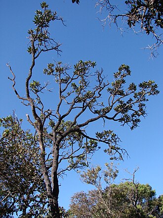 Vochysia thyrsoidea: Vochysia thyrsoidea - VOCHYSIACEAE Jardim Botânico de Brasília - Brasília - Distrito Federal - Brasil.
