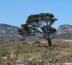 Vochysia thyrsoidea (Vochysia thyrsoidea)