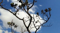 Vochysia thyrsoidea (Vochysia thyrsoidea)