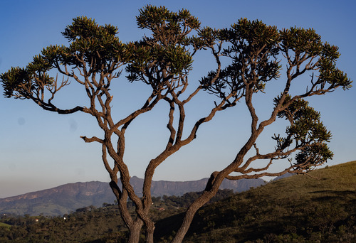 Vochysia thyrsoidea (Vochysia thyrsoidea)