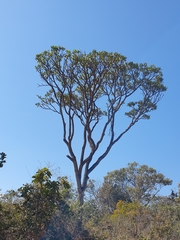 Vochysia thyrsoidea (Vochysia thyrsoidea)