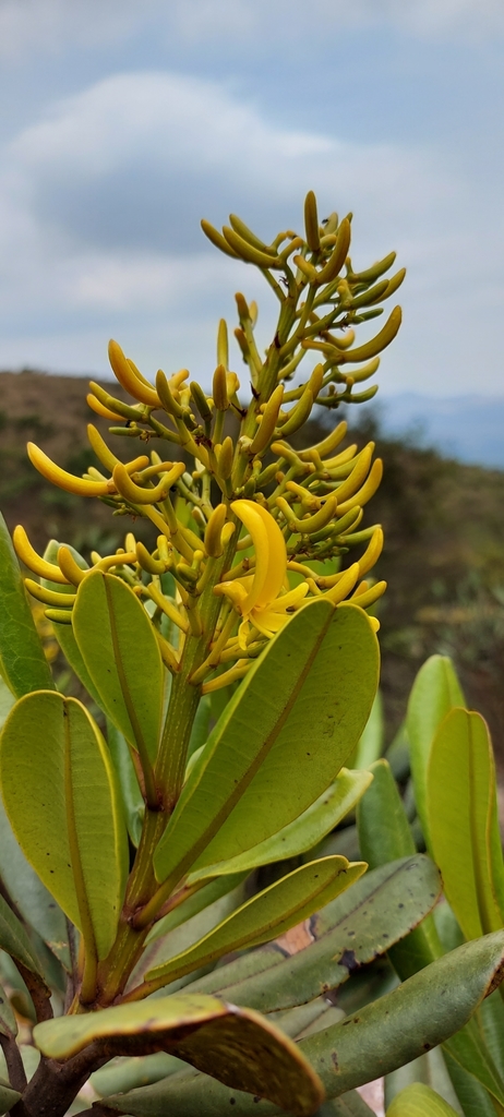 Vochysia thyrsoidea (Vochysia thyrsoidea)
