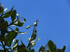 Vochysia thyrsoidea (Vochysia thyrsoidea)