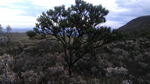 Vochysia thyrsoidea (Vochysia thyrsoidea)