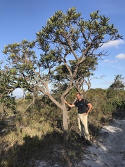 Vochysia thyrsoidea (Vochysia thyrsoidea)