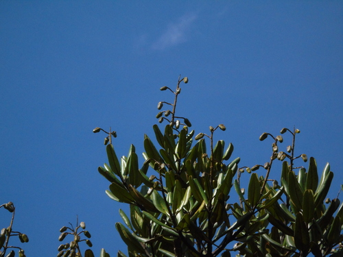 Vochysia thyrsoidea (Vochysia thyrsoidea)