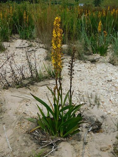 Wachendorfia thyrsiflora (Wachendorfia thyrsiflora)