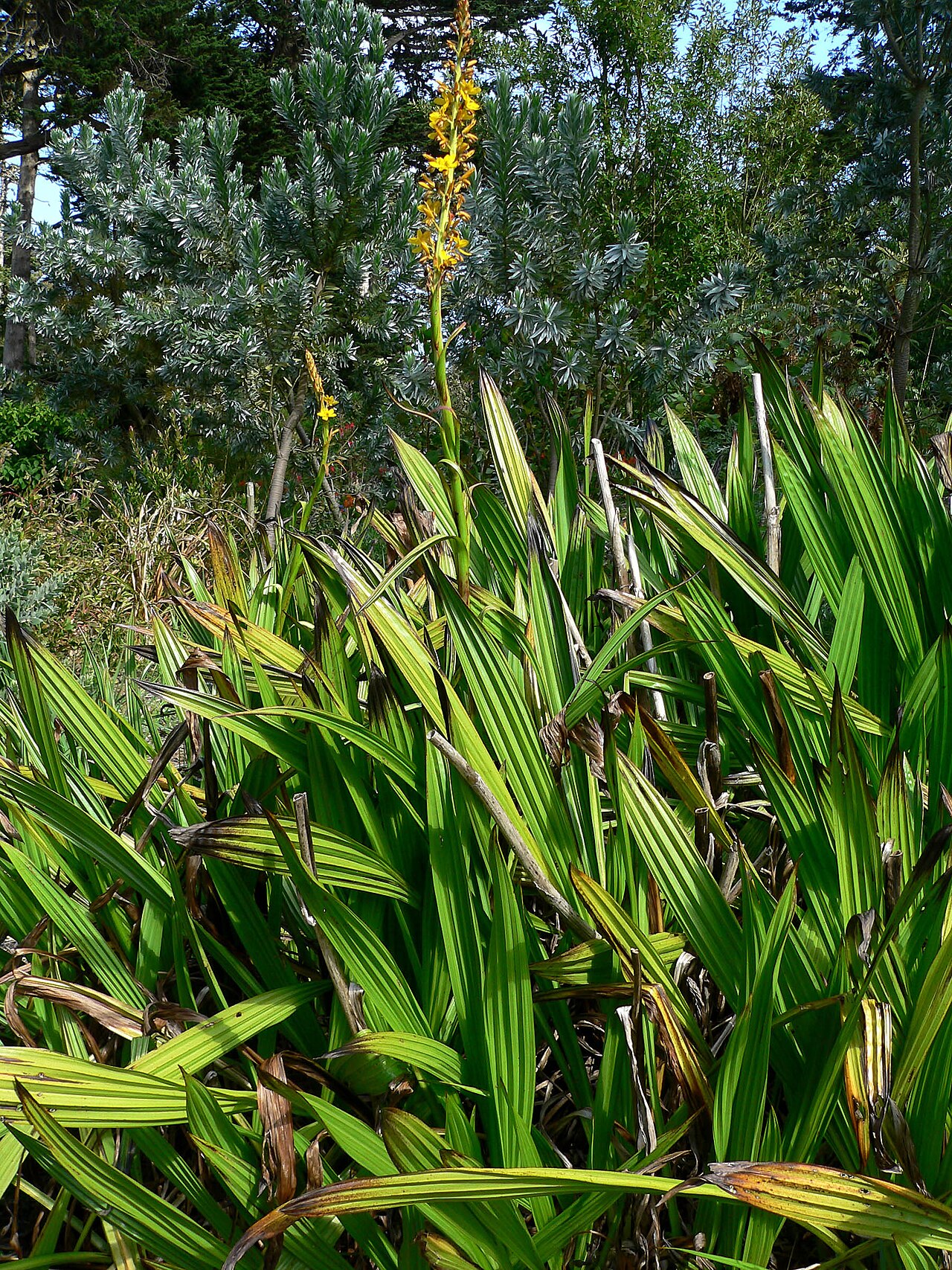Wachendorfia thyrsiflora: Photo of Wachendorfia thyrsiflora_ at the San Francisco Botanical Garden