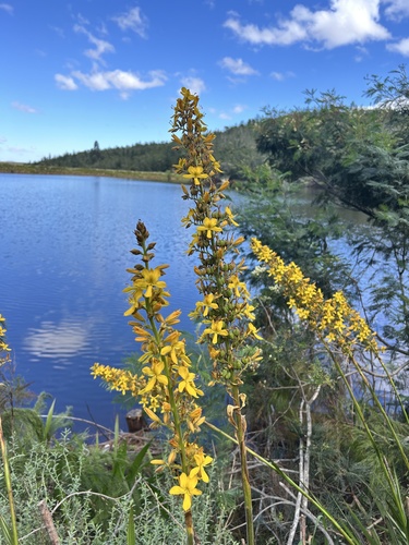 Wachendorfia thyrsiflora (Wachendorfia thyrsiflora)