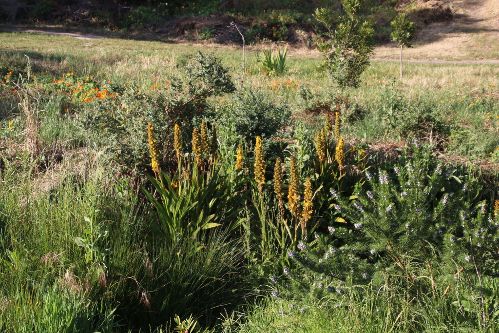 Wachendorfia thyrsiflora (Wachendorfia thyrsiflora)