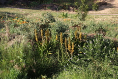 Wachendorfia thyrsiflora (Wachendorfia thyrsiflora)