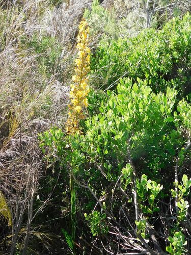 Wachendorfia thyrsiflora (Wachendorfia thyrsiflora)