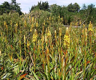 Wachendorfia thyrsiflora: Rooikanol plants in Cape wetland. South Africa.