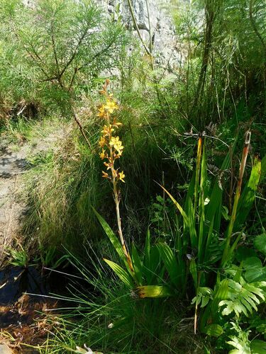 Wachendorfia thyrsiflora (Wachendorfia thyrsiflora)