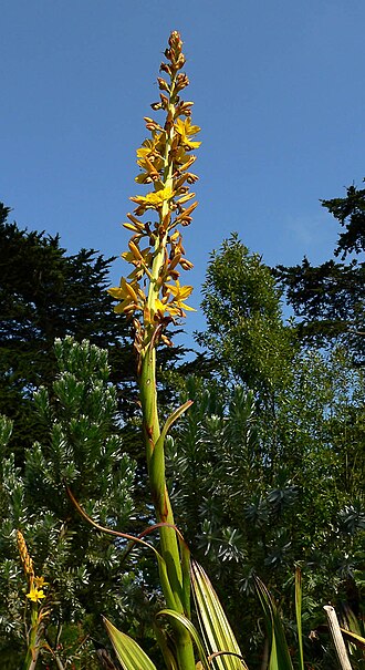 Wachendorfia thyrsiflora: Photo of Wachendorfia thyrsiflora_ at the San Francisco Botanical Garden