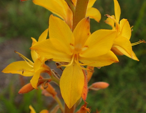 Wachendorfia thyrsiflora (Wachendorfia thyrsiflora)
