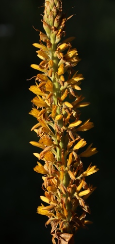 Wachendorfia thyrsiflora (Wachendorfia thyrsiflora)