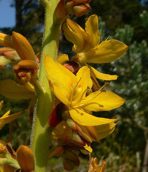 Wachendorfia thyrsiflora: Photo of Wachendorfia thyrsiflora at the San Francisco Botanical Garden