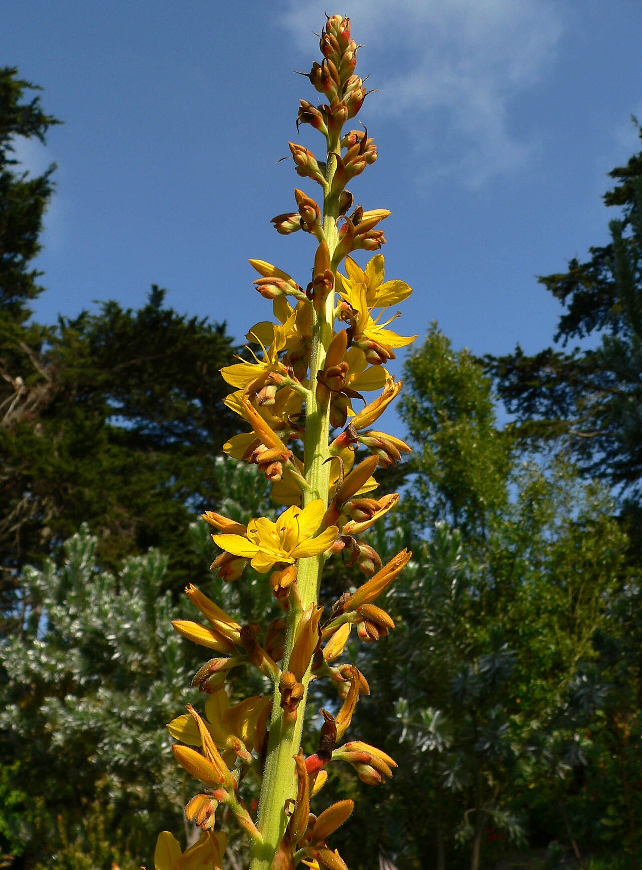 Wachendorfia thyrsiflora (Wachendorfia thyrsiflora)