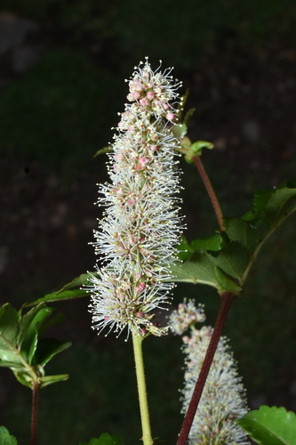 Weinmannia apurimacensis (Weinmannia apurimacensis)