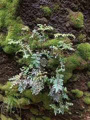 Weinmannia apurimacensis (Weinmannia apurimacensis)