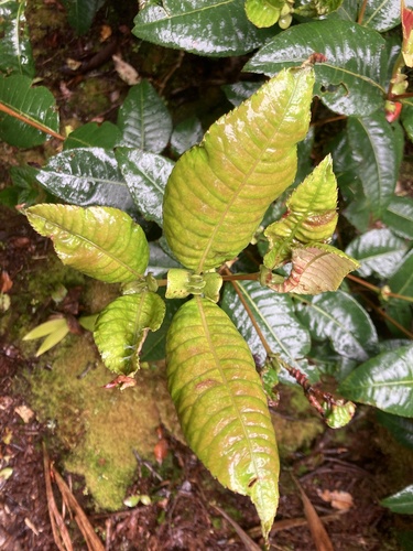 Weinmannia balbisiana (Weinmannia balbisiana)