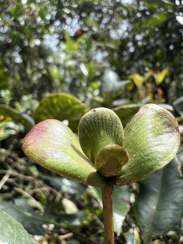 Weinmannia balbisiana (Weinmannia balbisiana)