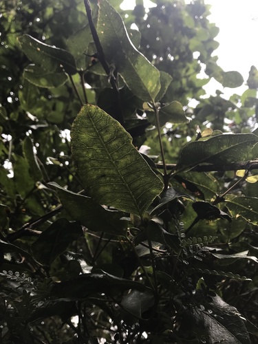 Weinmannia balbisiana (Weinmannia balbisiana)