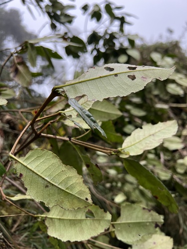 Weinmannia balbisiana (Weinmannia balbisiana)